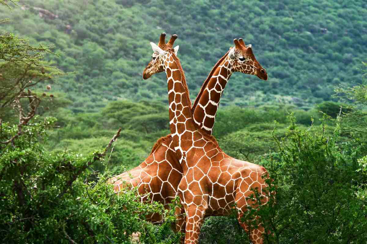 giraffe