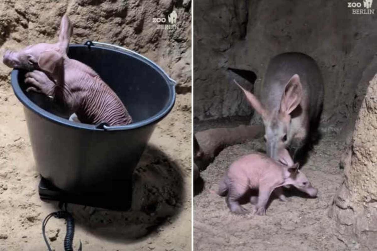 cucciolo di oritteropo