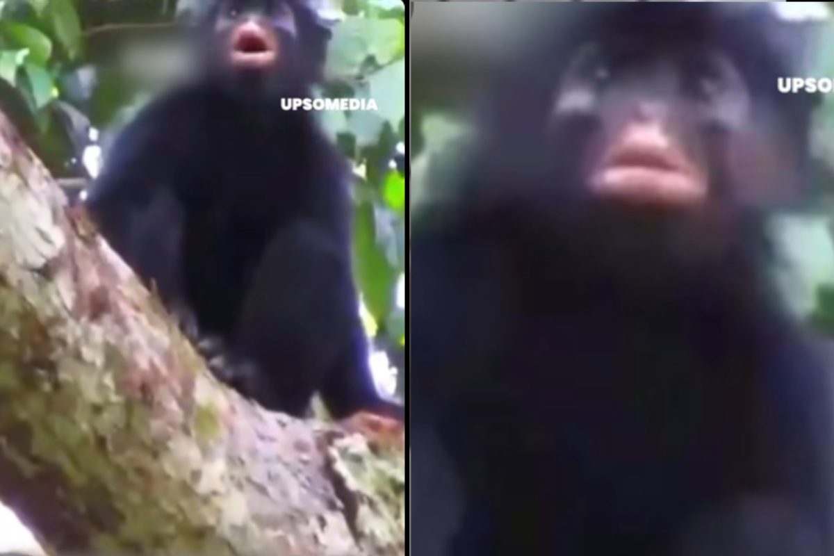 Scimmia nera con mantello sulle spalle, in una foresta in Congo, in pericolo a causa dell'uomo