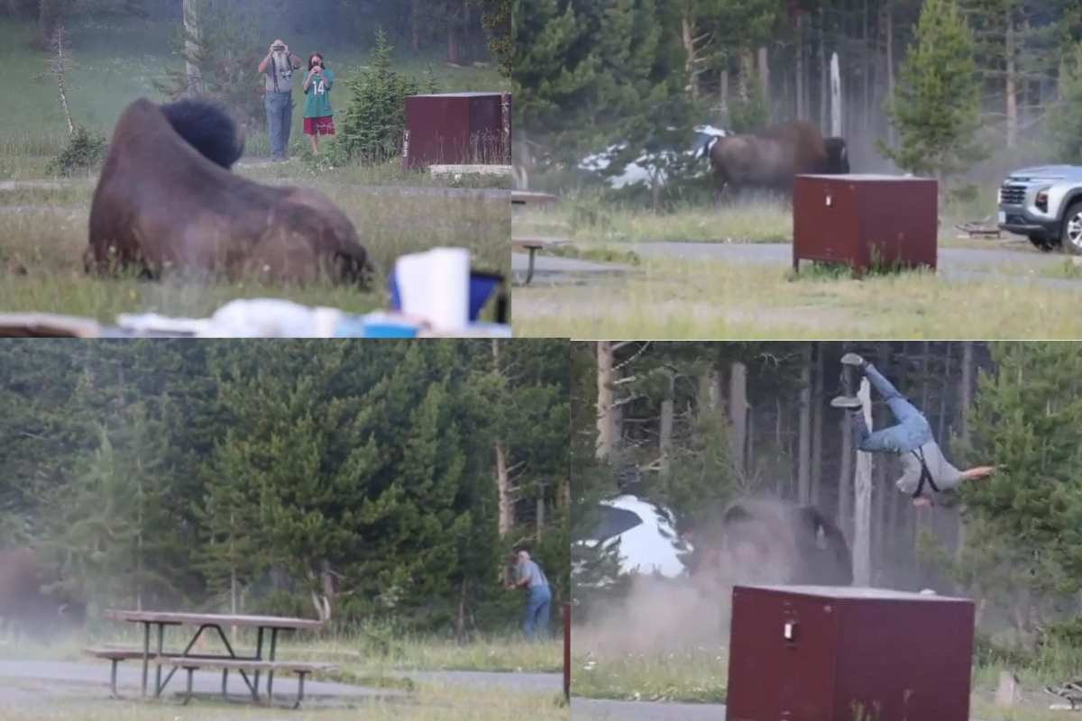 incidente a Yellowstone