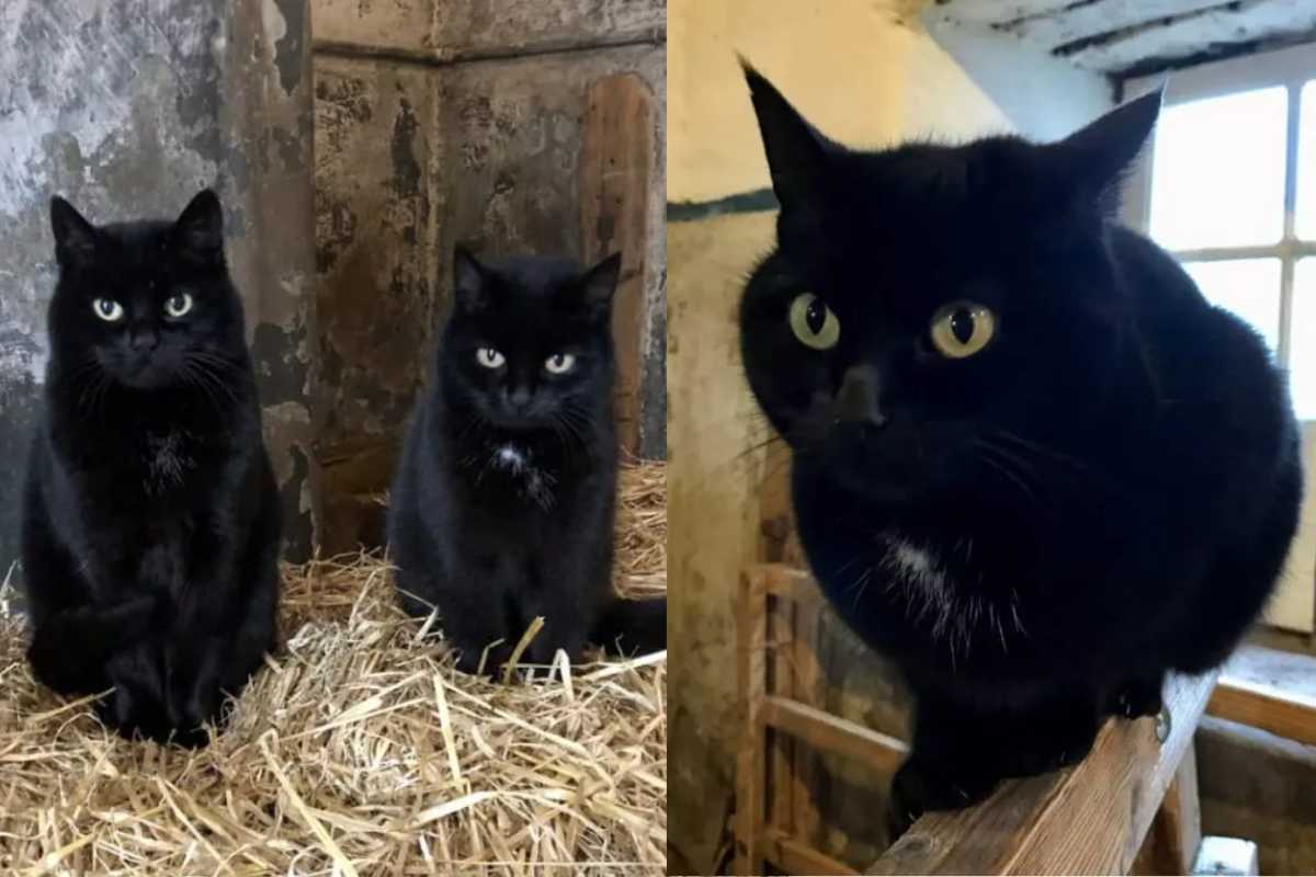 l'addio alla gatta