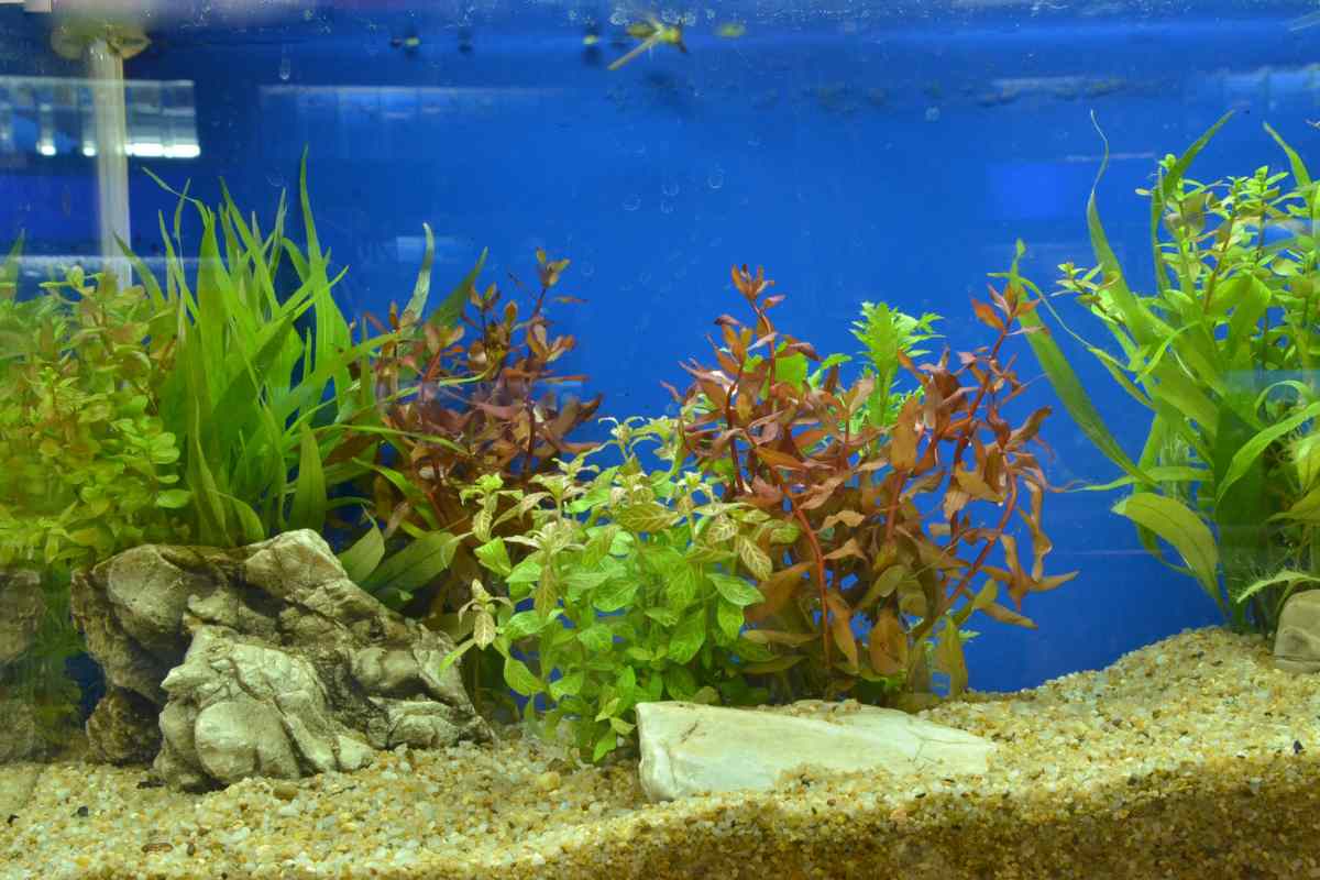 acquario