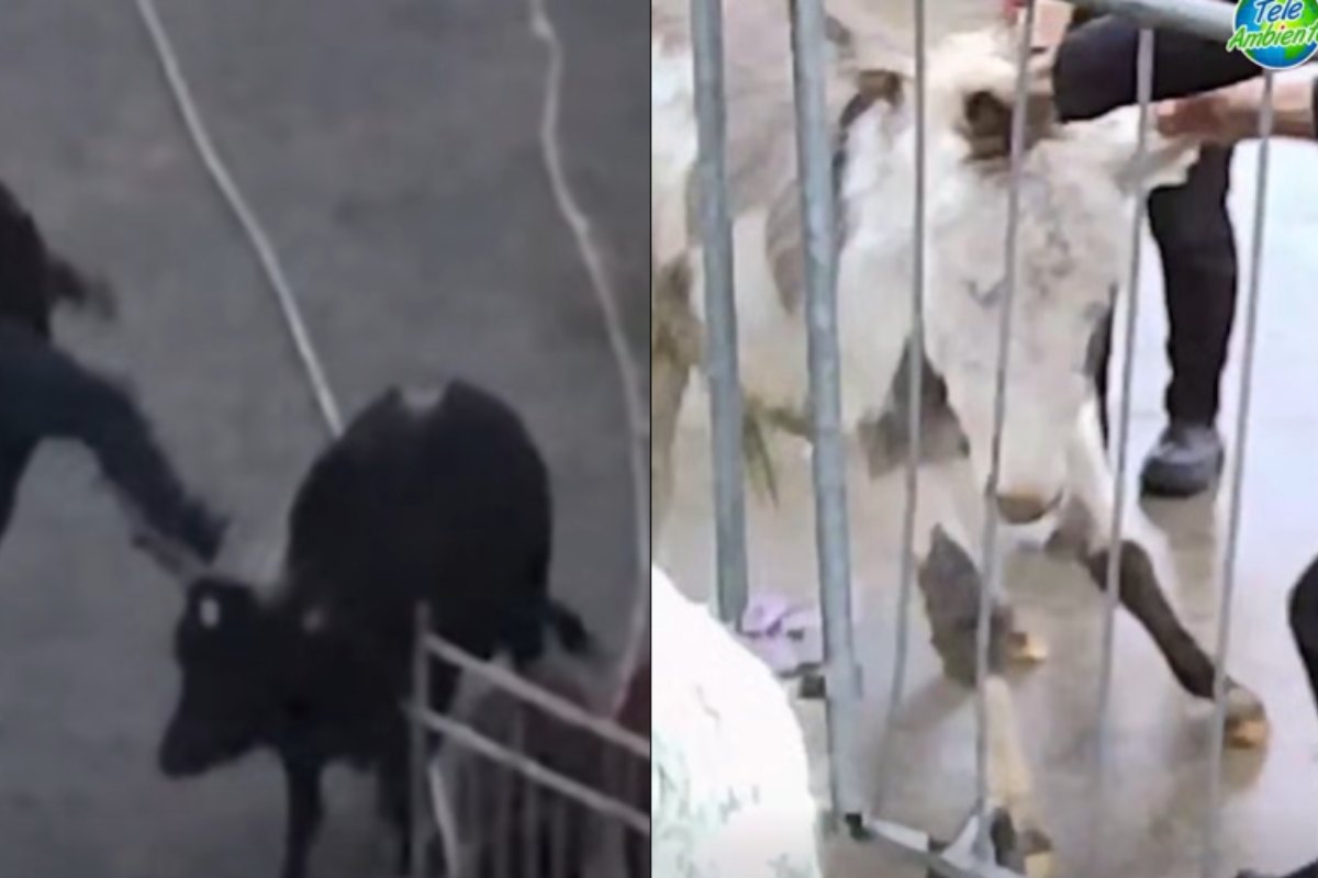 Lavoratori e animali maltrattati in un circo, con condizioni di lavoro disumane e abusi rivelati da un'inchiesta
