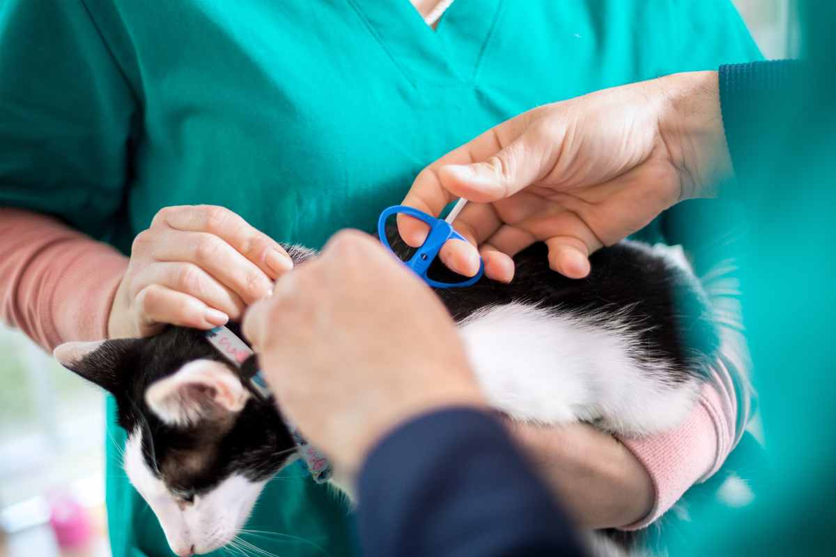 Gatti, dal 1° luglio scatta l’obbligo del microchip: multe fino a 900 euro