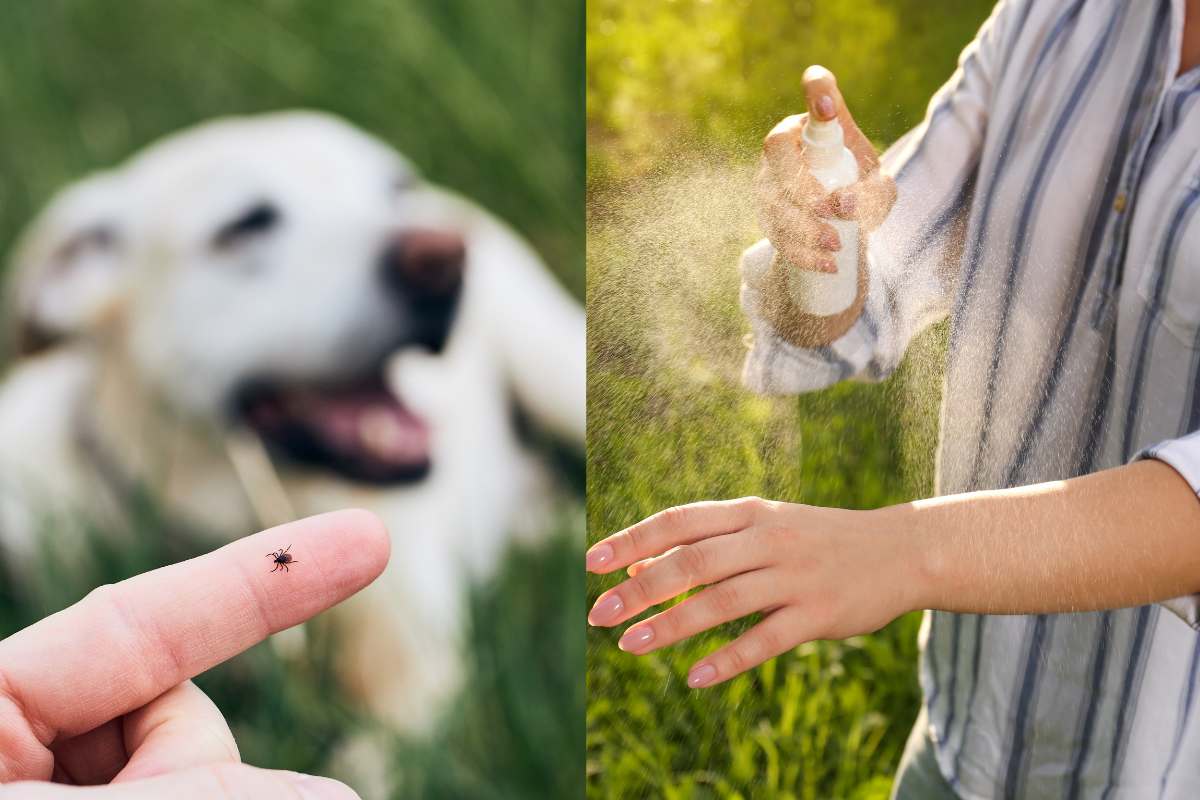 Uomo e cane in giardino con zecche visibili, attenzione alla salute