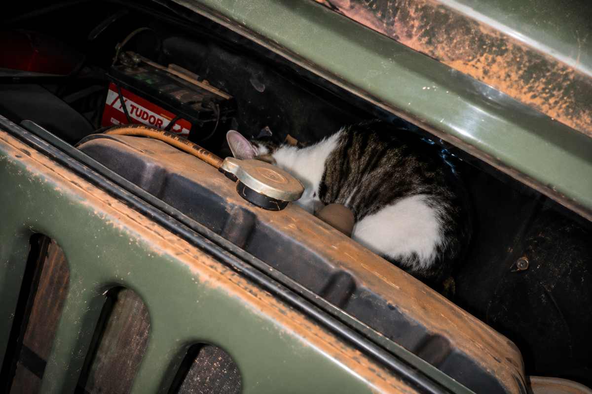 gatto