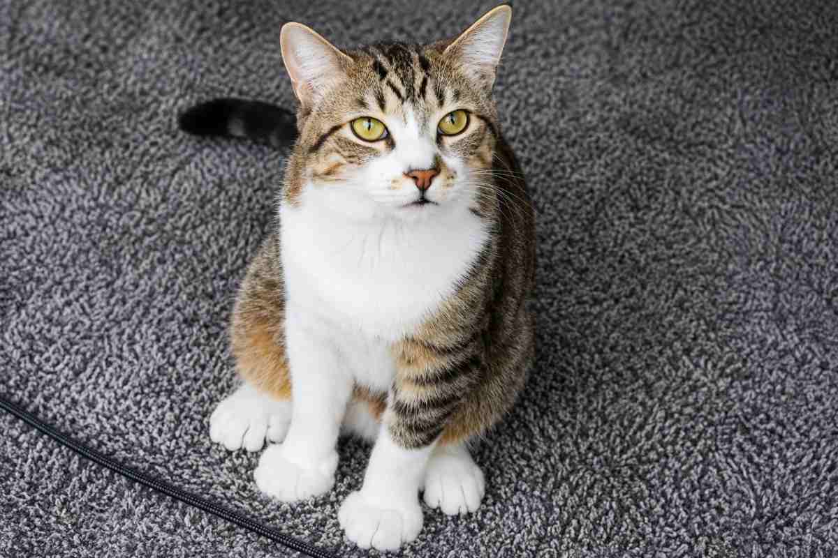 gatto