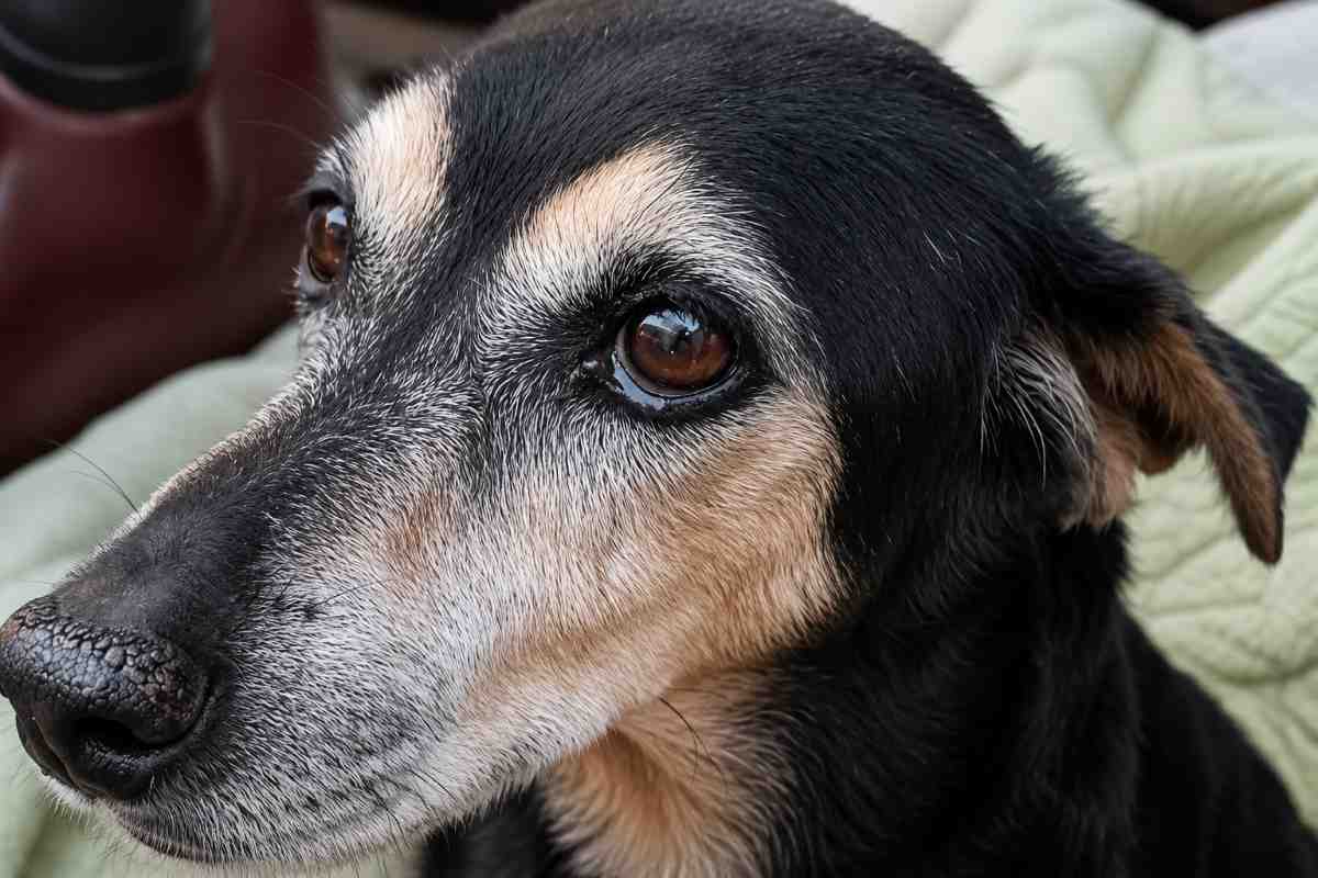 cane in primo piano