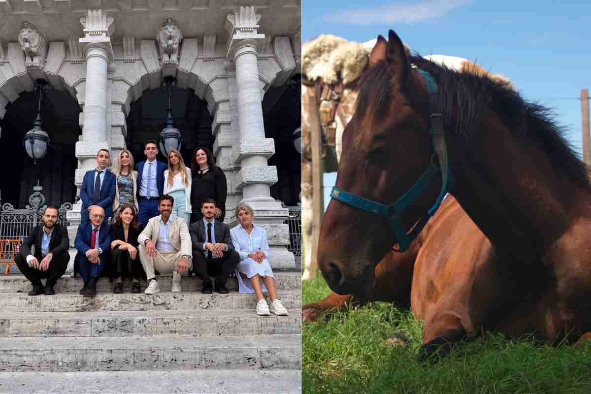 Una firma per salvare i cavalli dal macello: la proposta di legge di Animal Equality