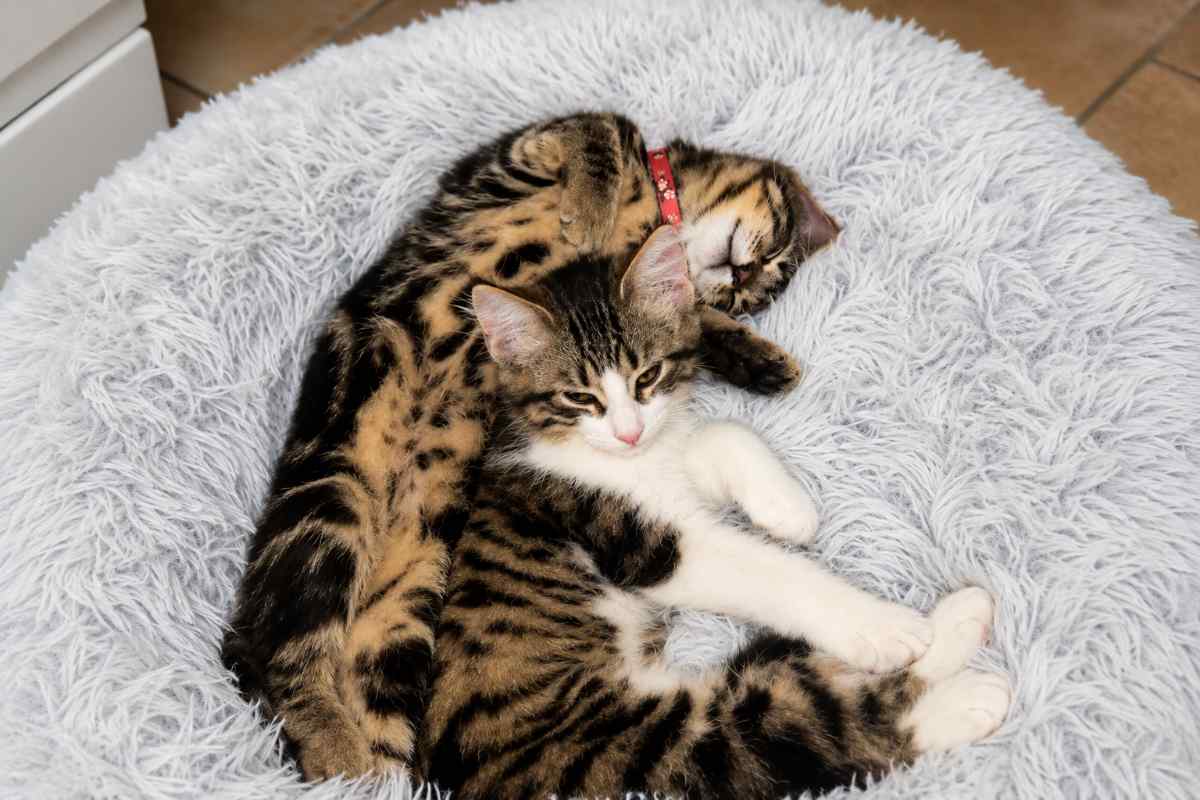 gatti