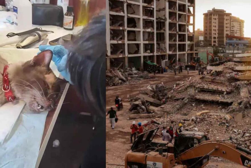 Gatto salvato dalle macerie del terremoto in Venezuela
