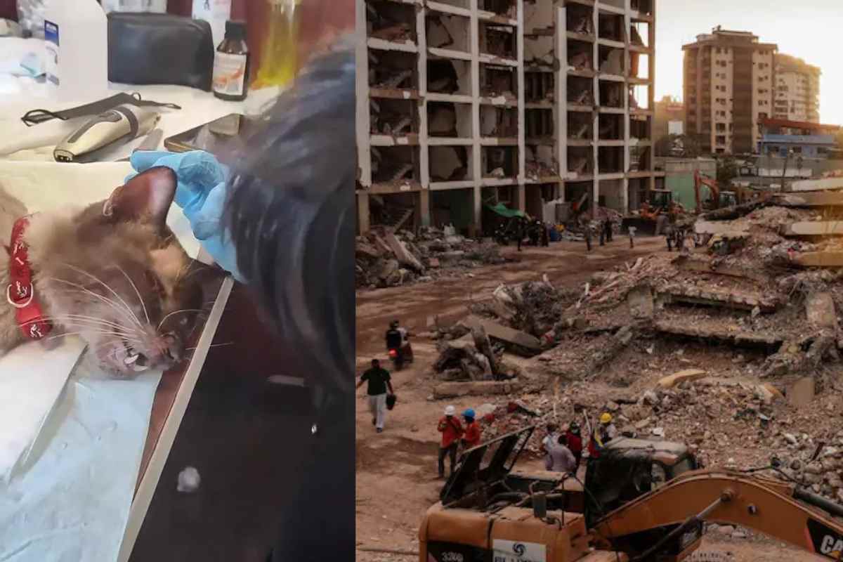 Gatto salvato dalle macerie del terremoto in Venezuela