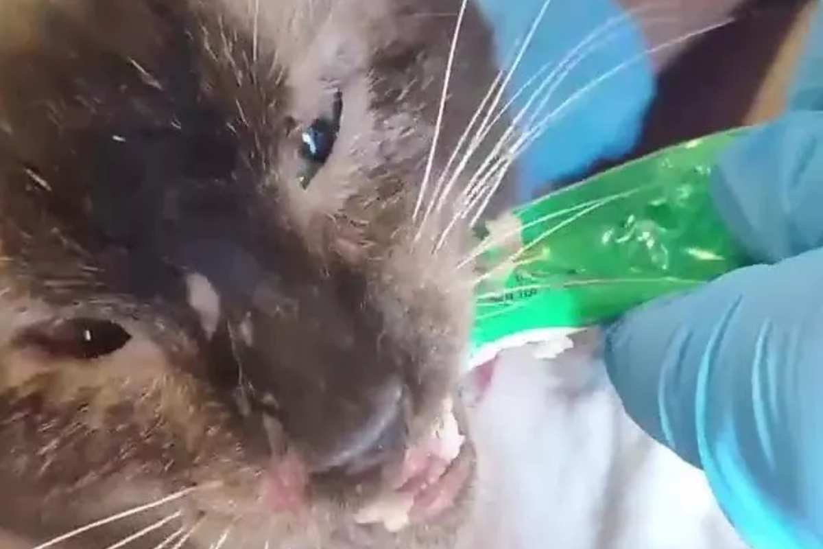 Gatto salvato in Venezuela