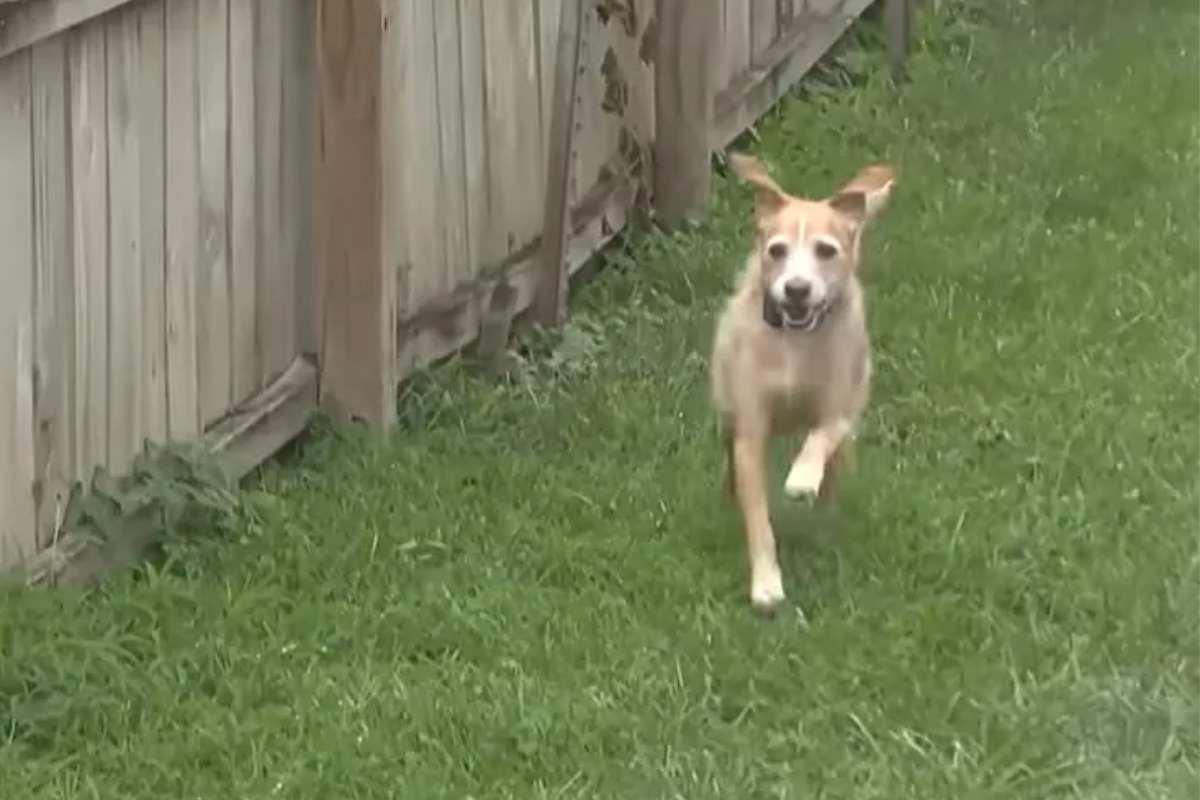 Il cane corre nel giardino