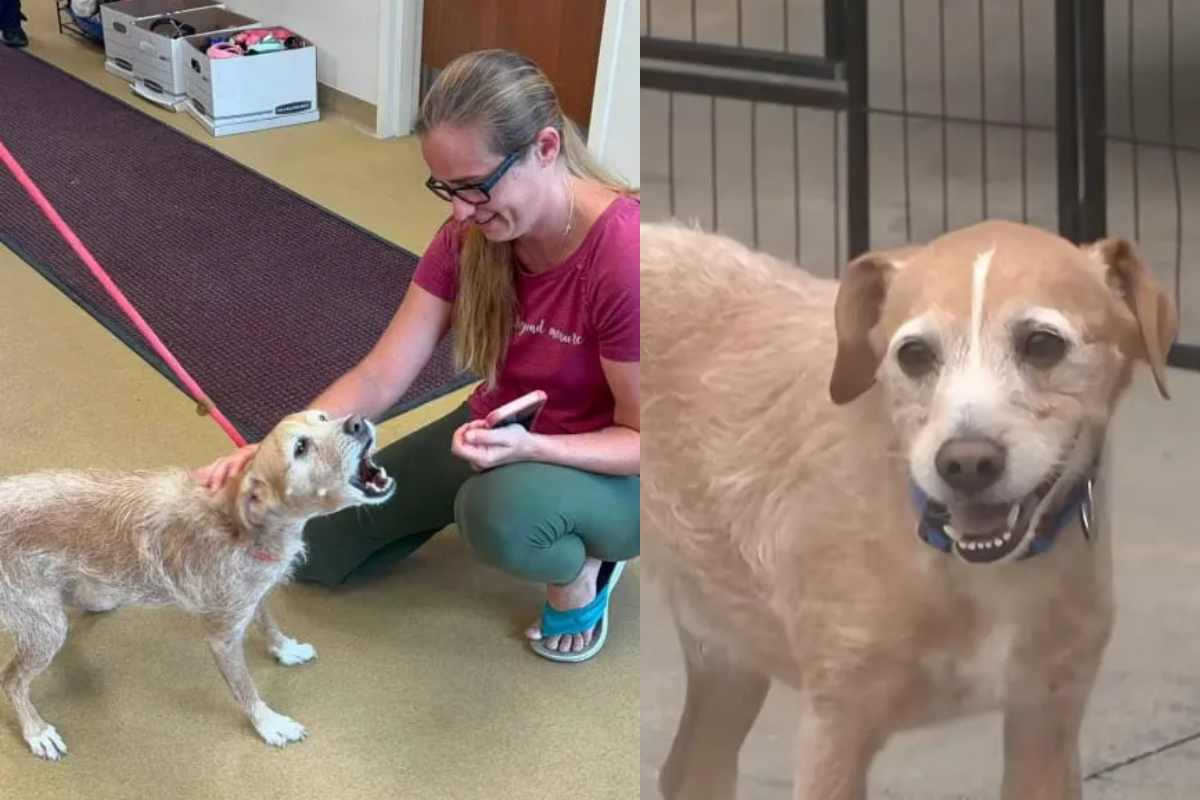 Il cane insieme alla sua umana
