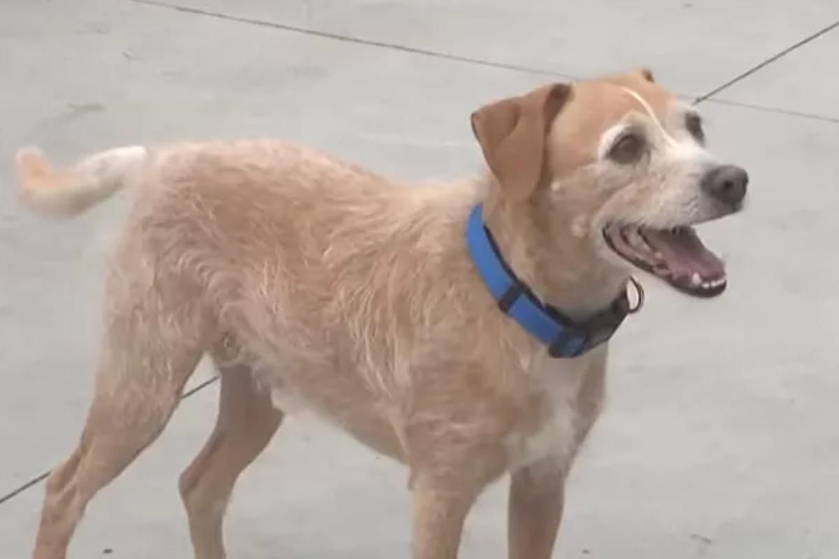 Il cane ritrovato