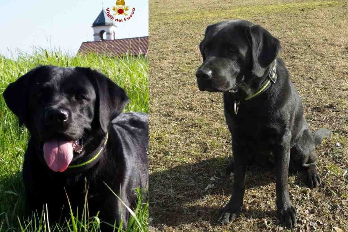 la Labrador Maya