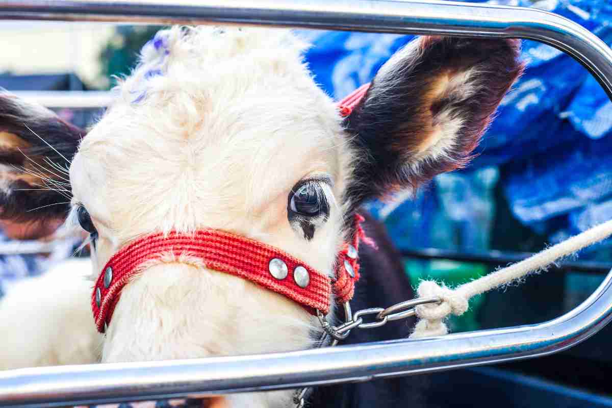 una mucca viva