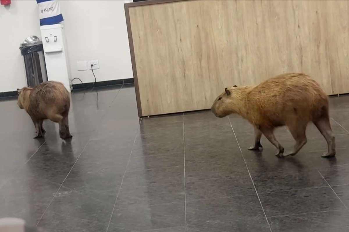 visita capibara in parlamento
