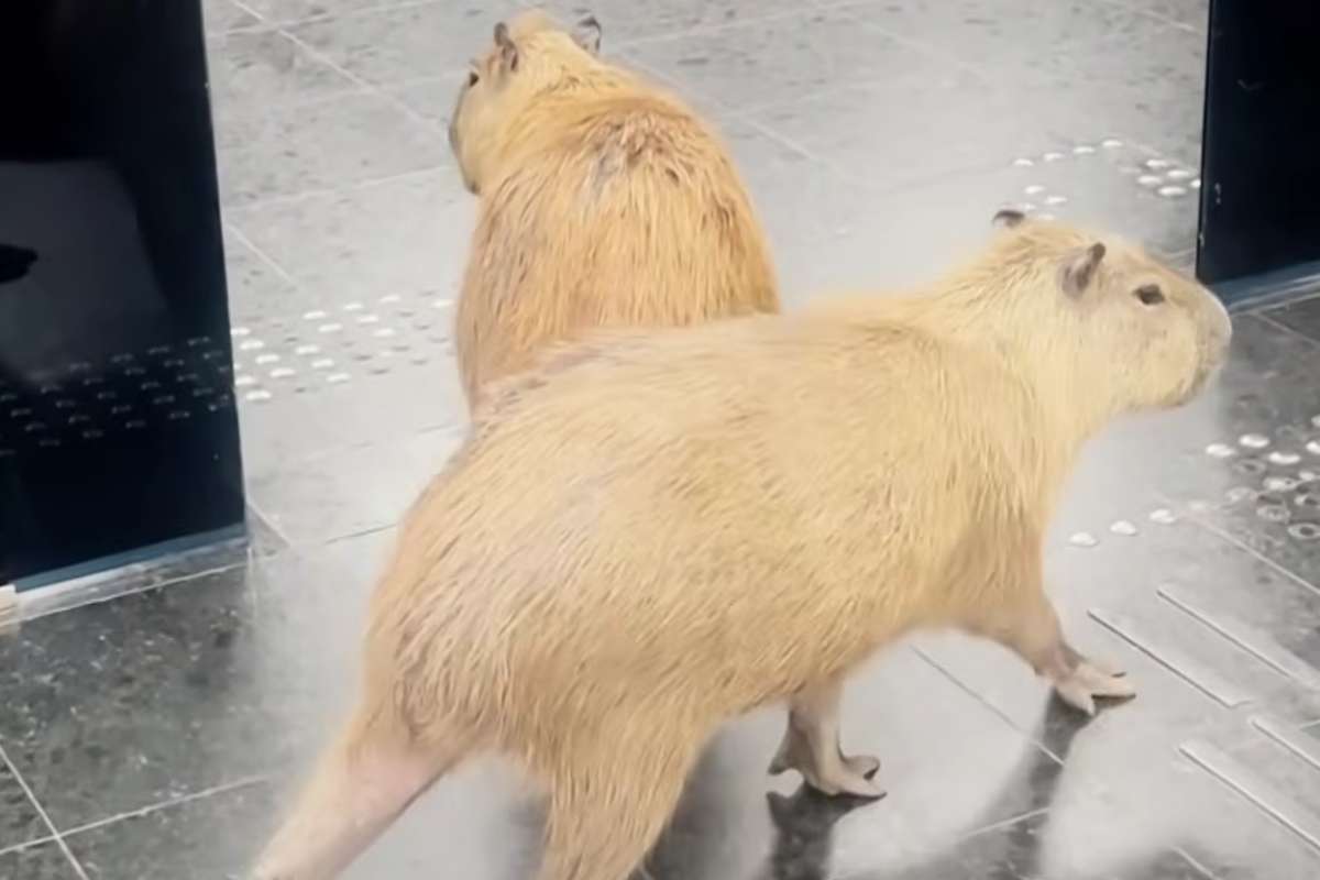 Capibara si aggirano nei corridori del Parlamento brasiliano, senza causare danni