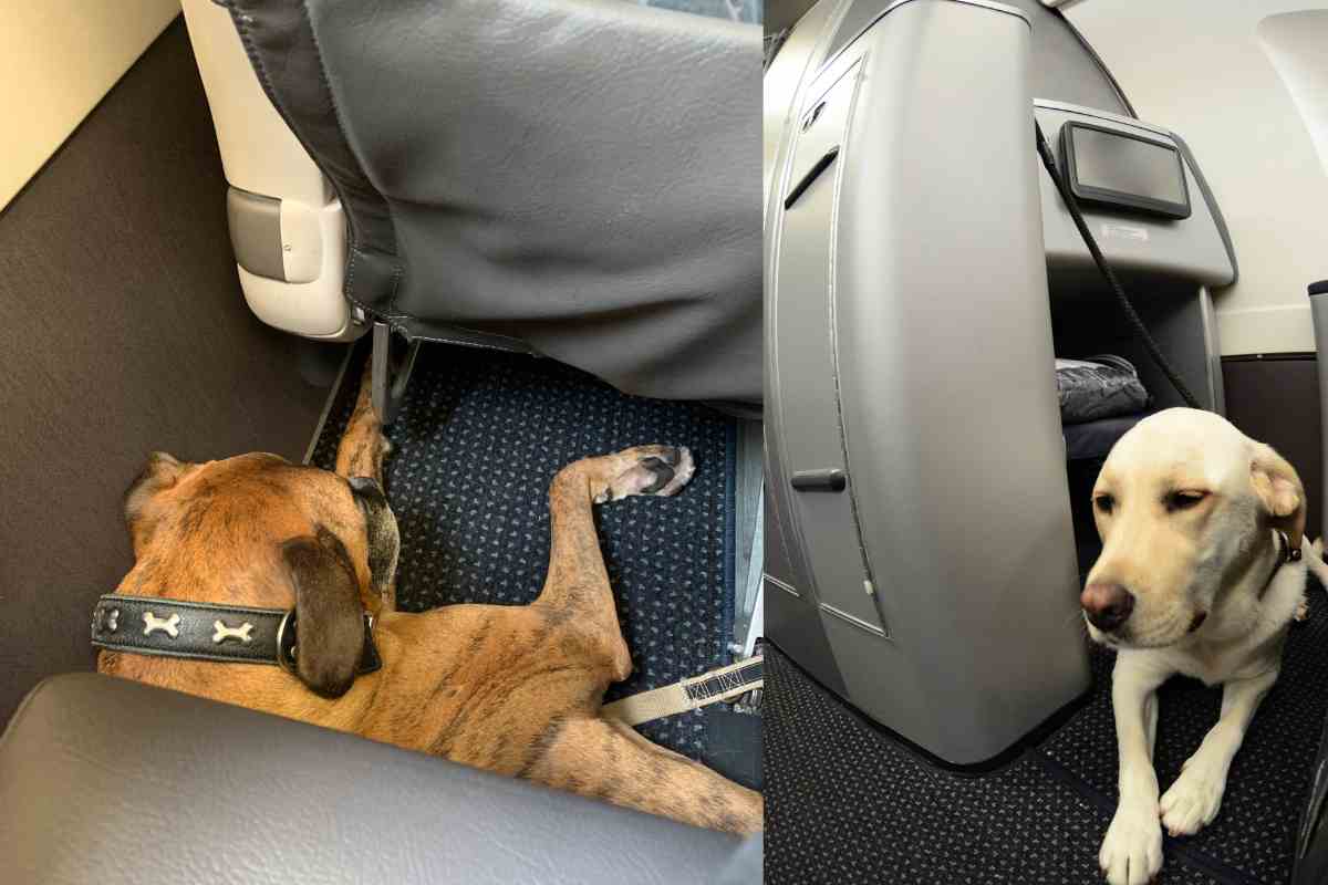 Svolta storica per chi viaggia con il cane: dal 3 agosto Ita Airways farà salire in cabina anche quelli di taglia grande