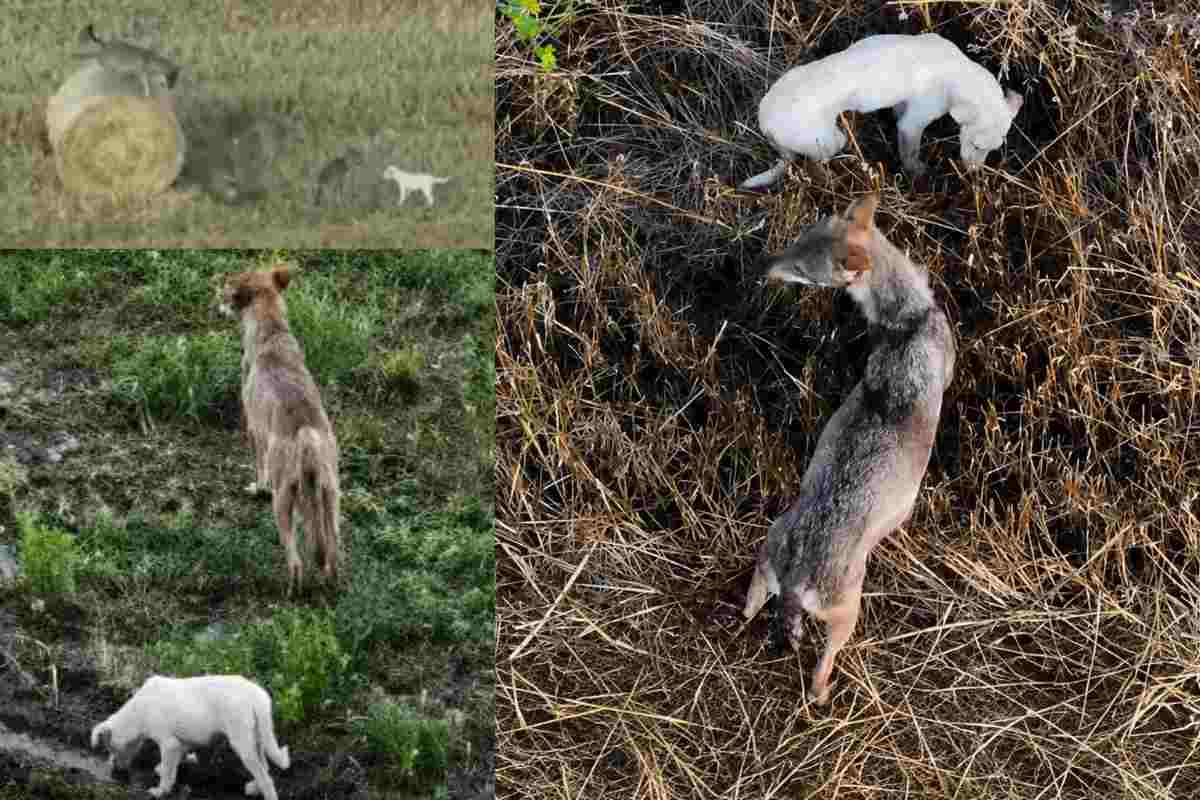 cucciolo di cane bianco insieme ai lupi