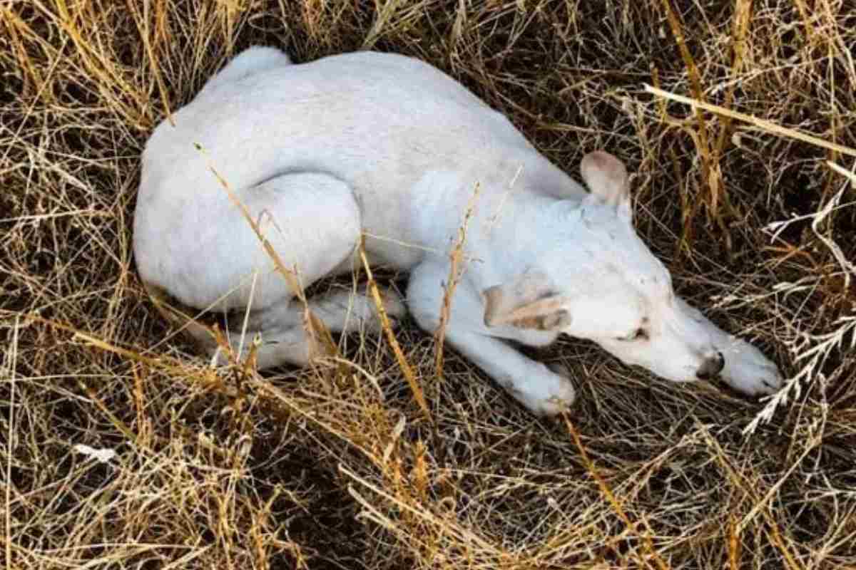 cucciolo di cane bianco