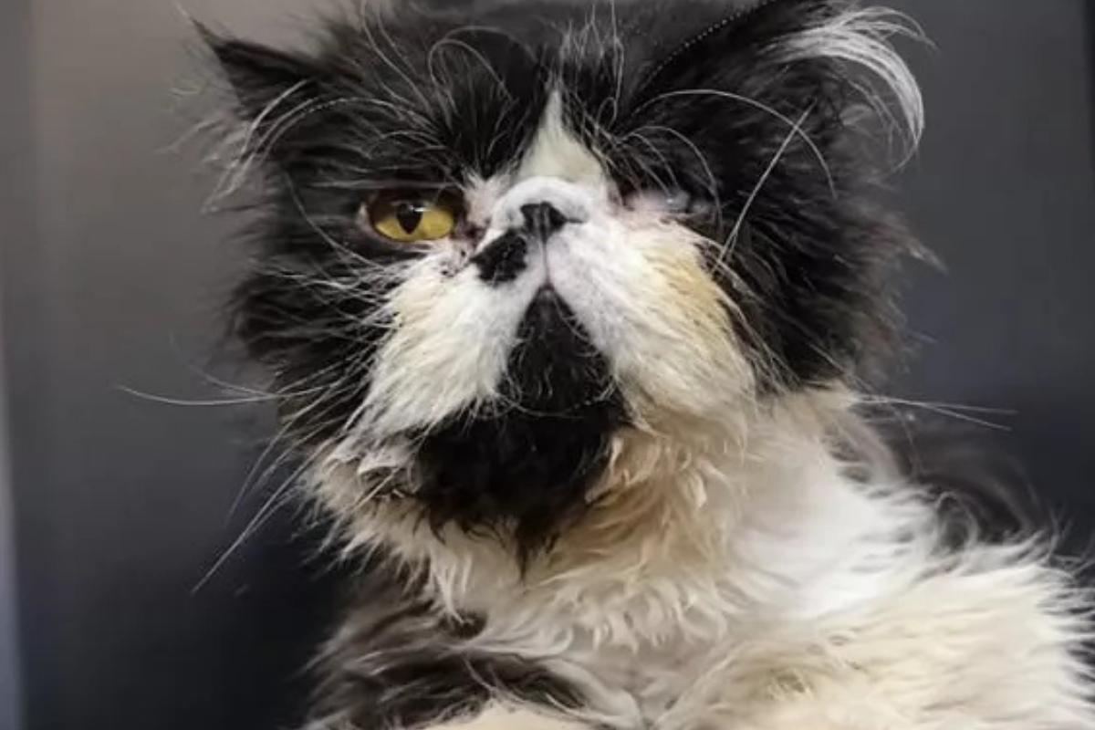 Un gatto persiano con un occhio mancante, circondato da volontari che lo aiutano