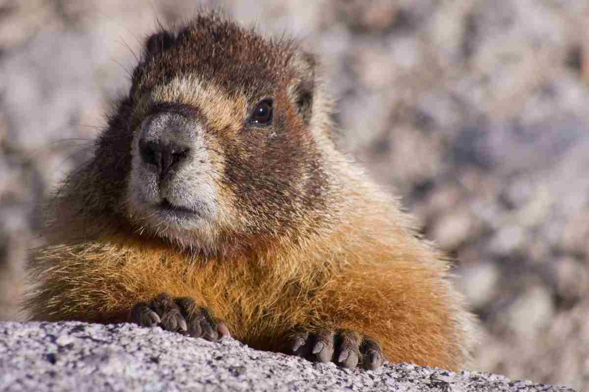 marmotta