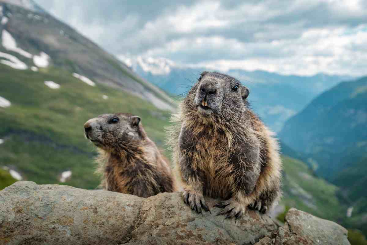 due marmotte