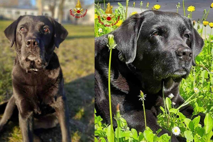 la Labrador Maya