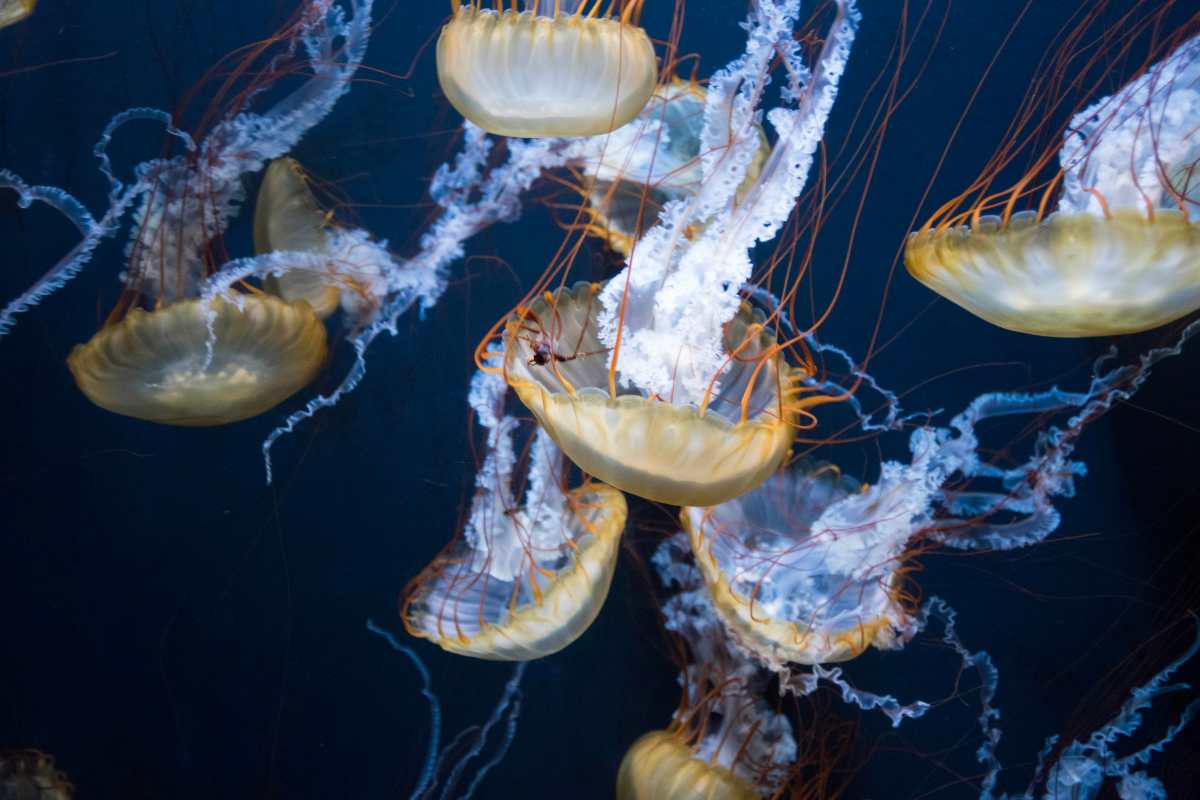 le meduse