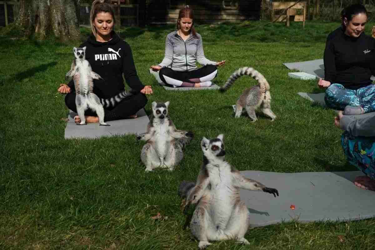 lemuri alle lezioni di yoga