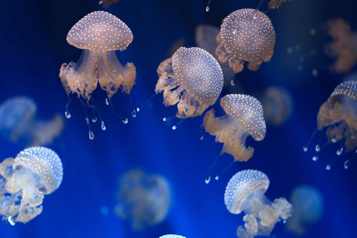 le meduse