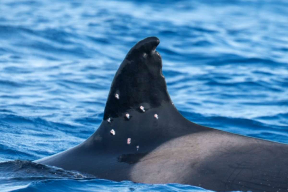 orca con pinna ferita