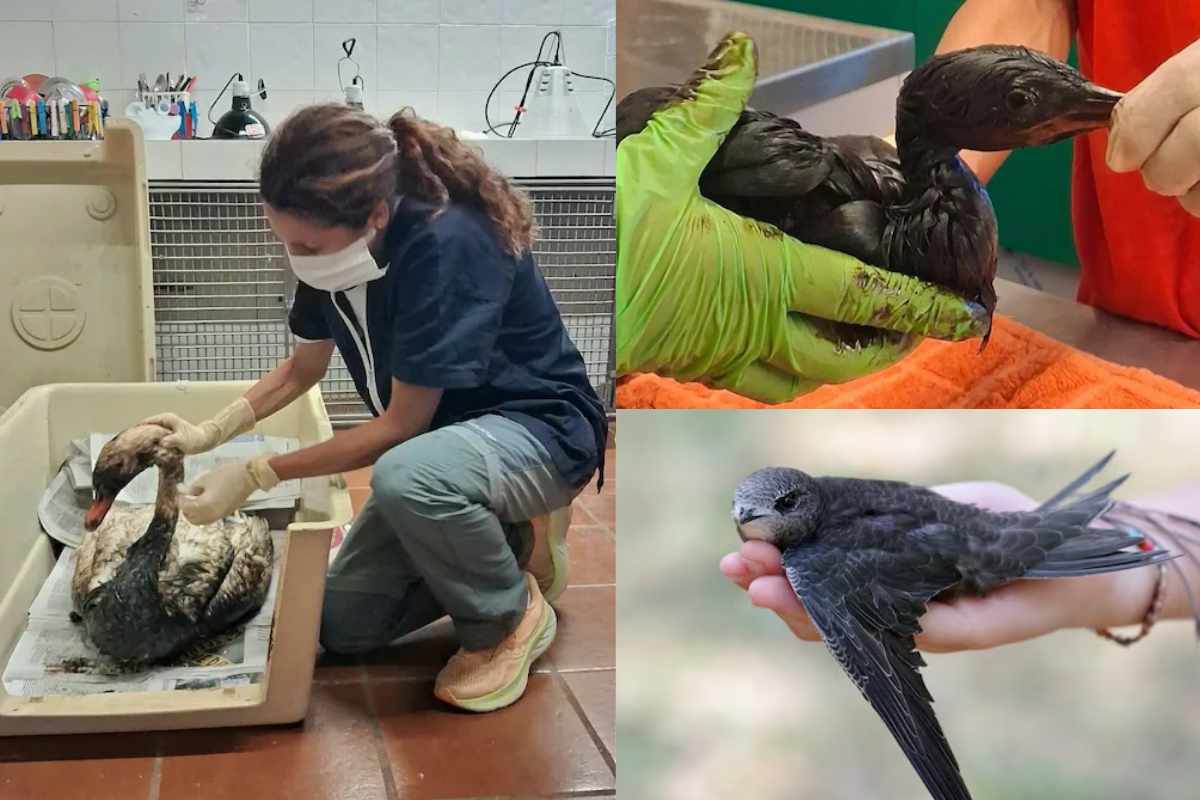 Animali in difficoltà