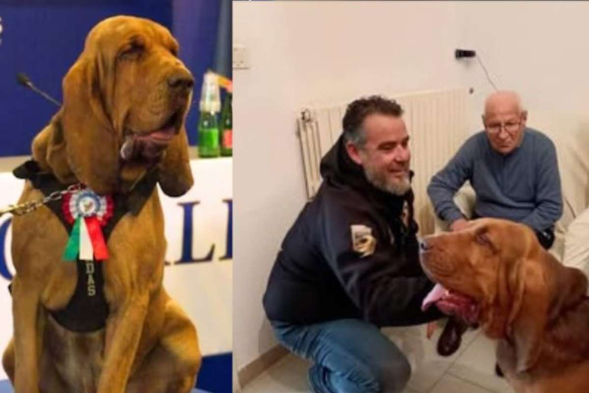 Il cane Bruno