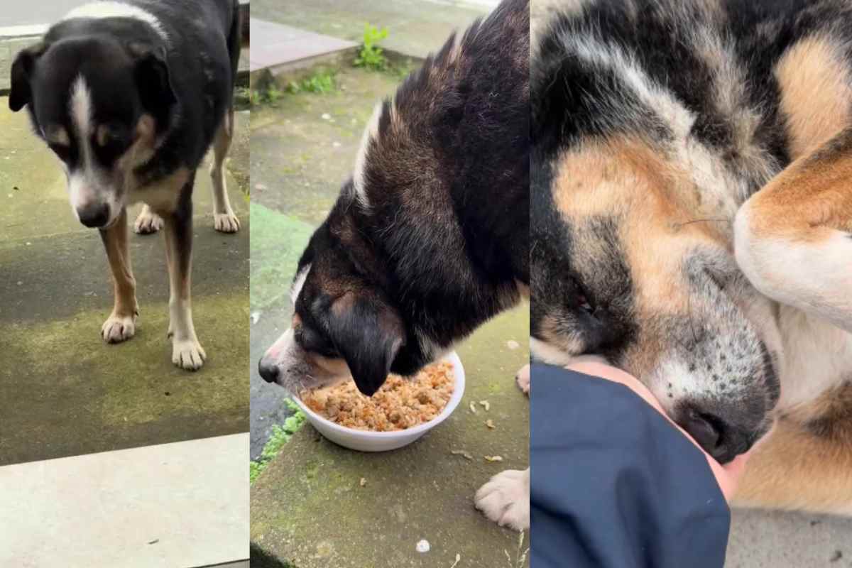 Il cane randagio