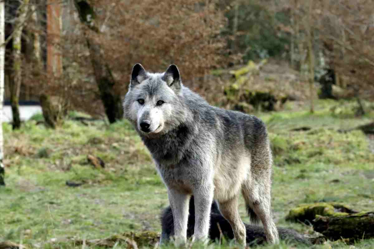 un lupo solitario