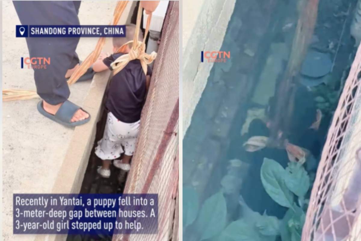 Bambina di tre anni salva cucciolo incastrato tra muri, con aiuto dei genitori, in un momento di empatia e coraggio