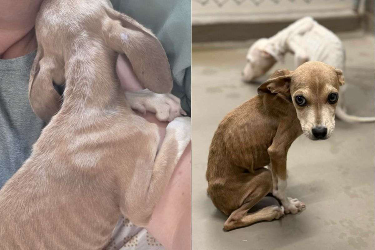 15 cani trovati in condizioni disperate in Florida, uno non ce l'ha fatta dopo un controllo