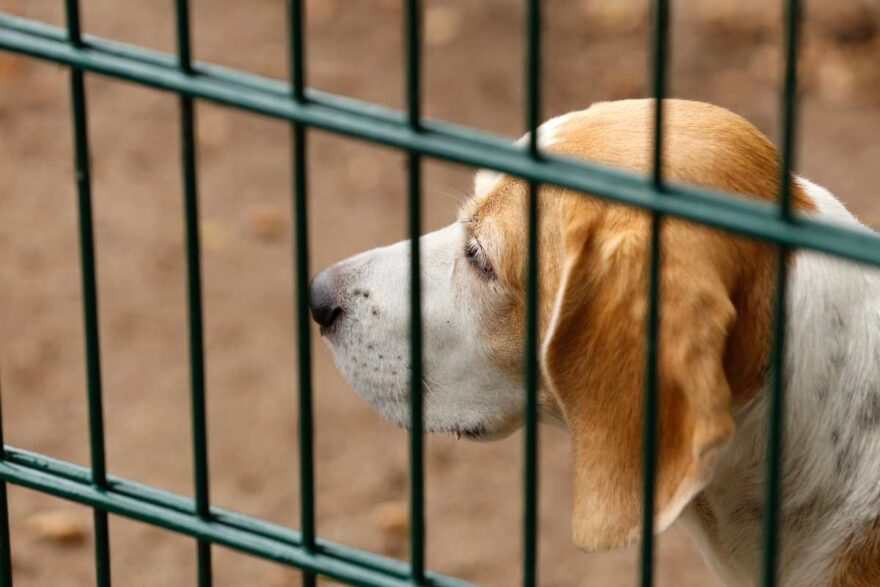 cani intrappolati nel canile