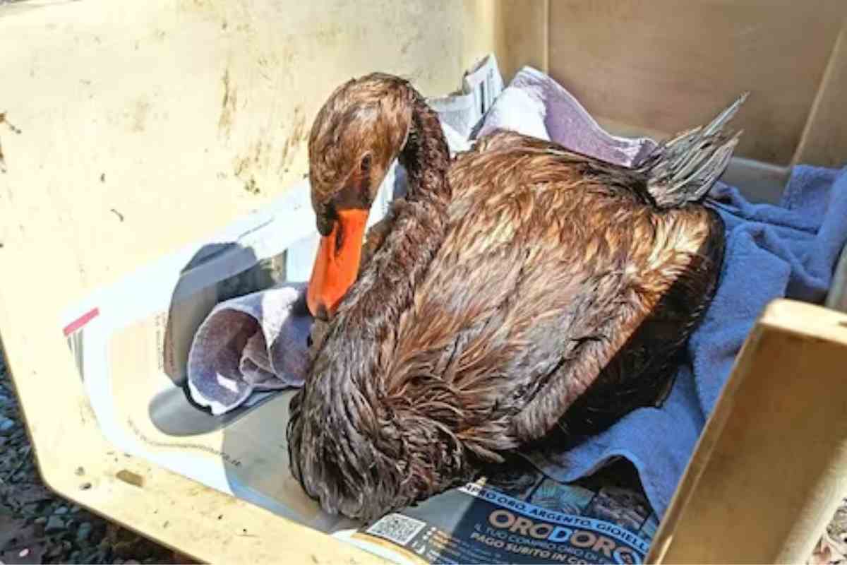 cigno in pericolo ai Navigli