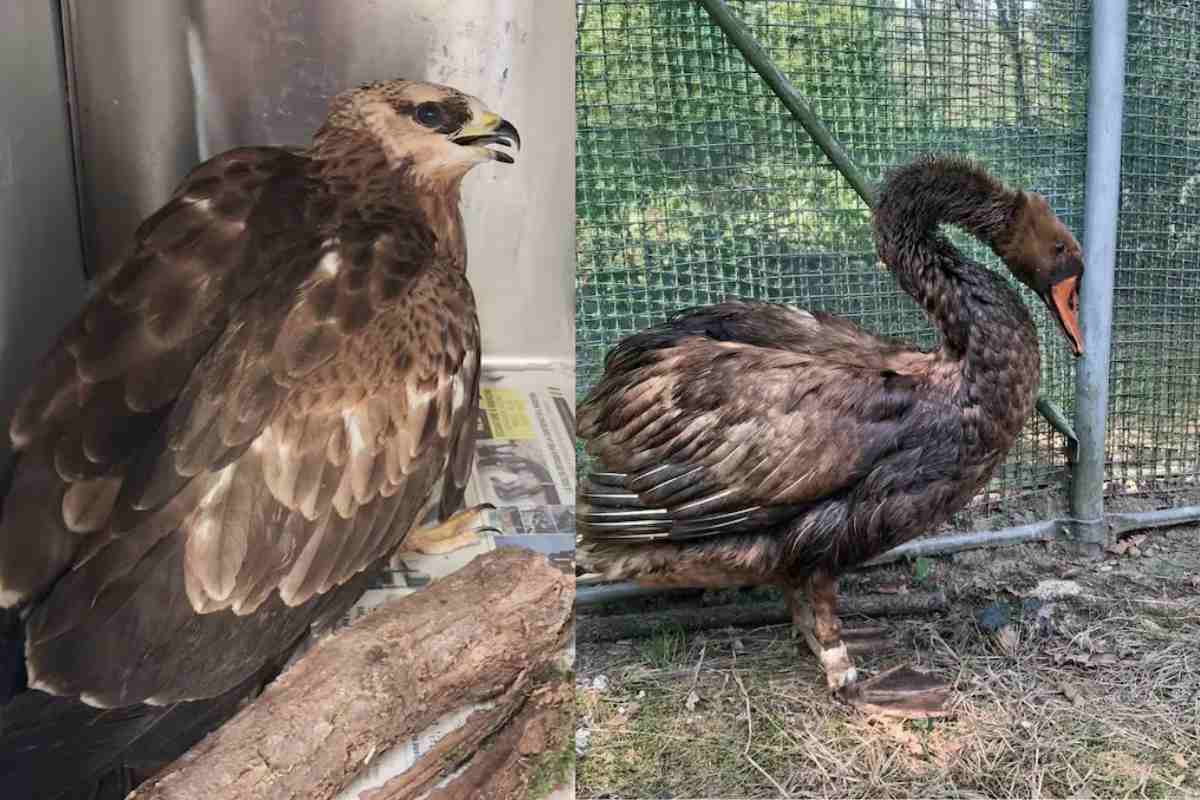 falco e cigno salvati