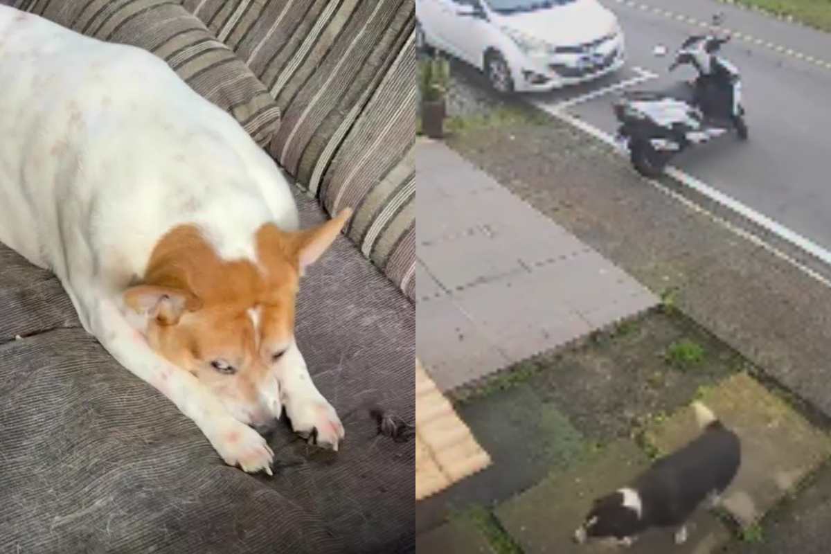 Il cane randagio