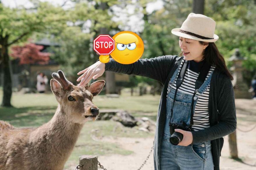 stop alle foto con i cervi