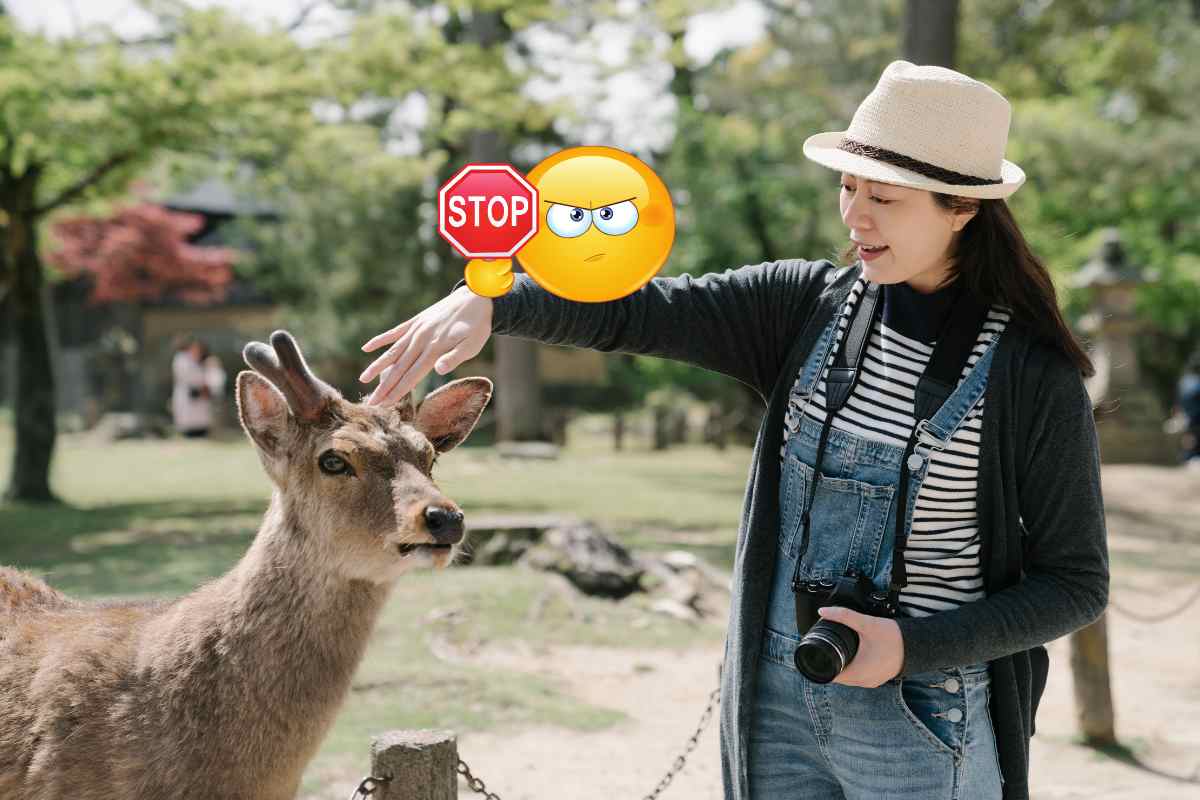 stop alle foto con i cervi