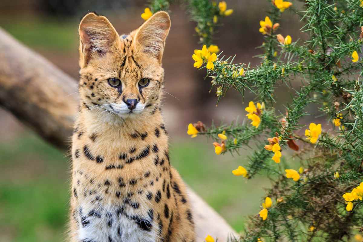 Animale serval