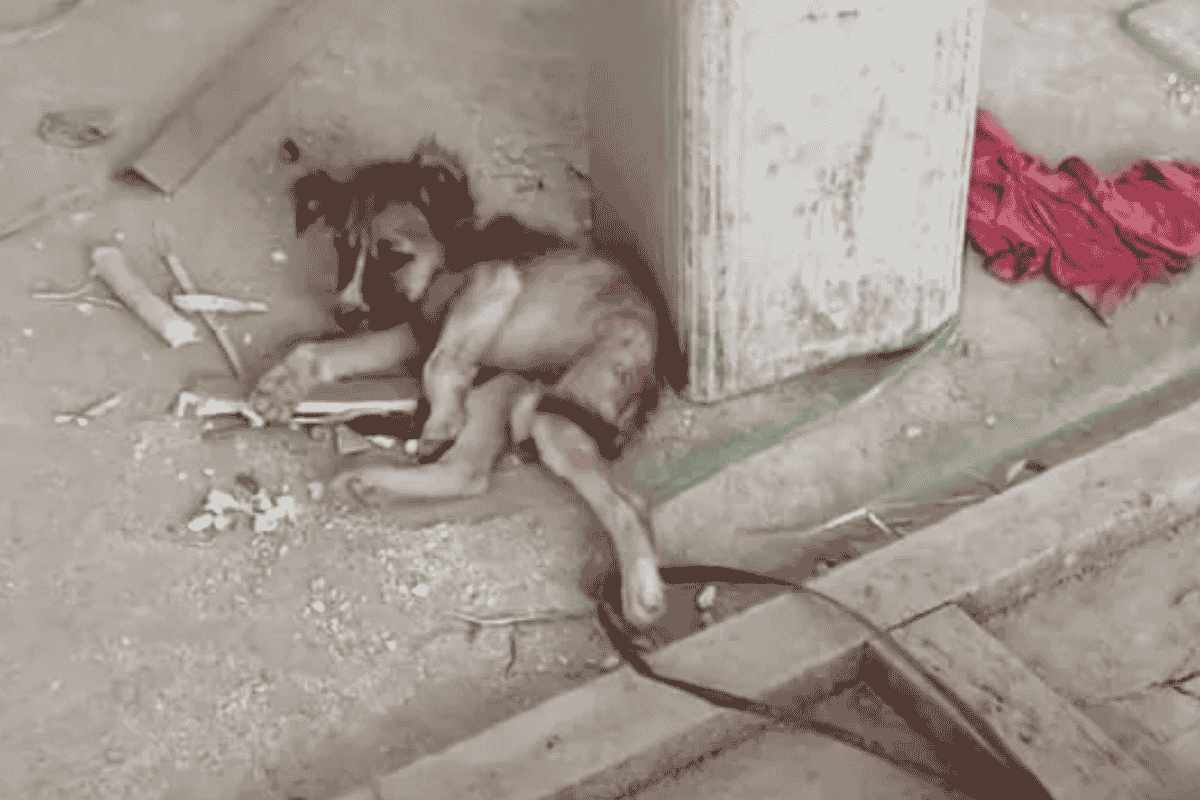 Cagnolina nel cantiere