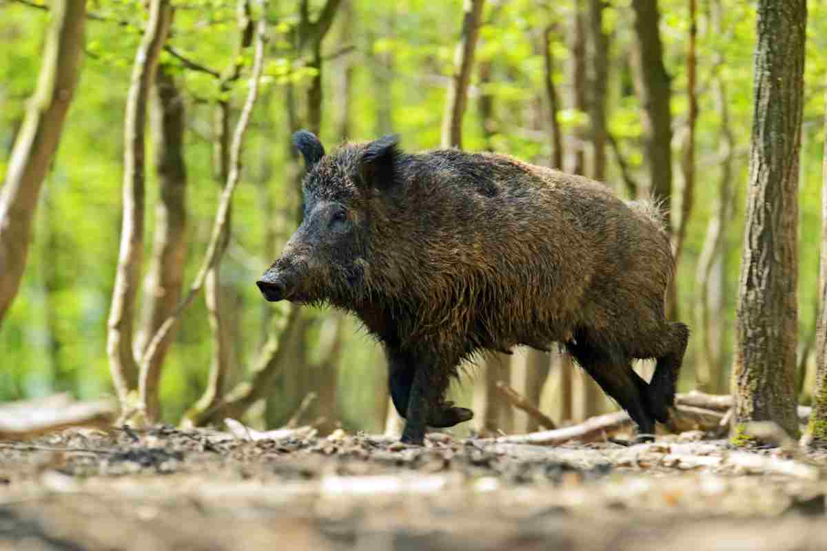 Cinghiale